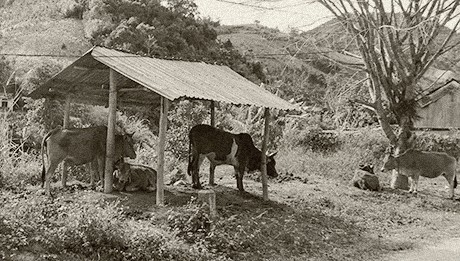 Chuồng trại nuôi bò