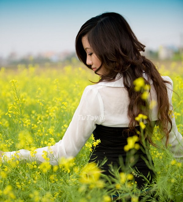 Hoavông vang DoTan1