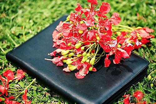 hoa phuong hay nhat 10