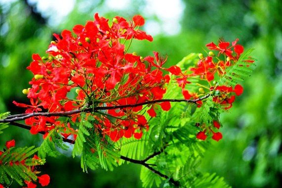 hoa phuong hay nhat 8