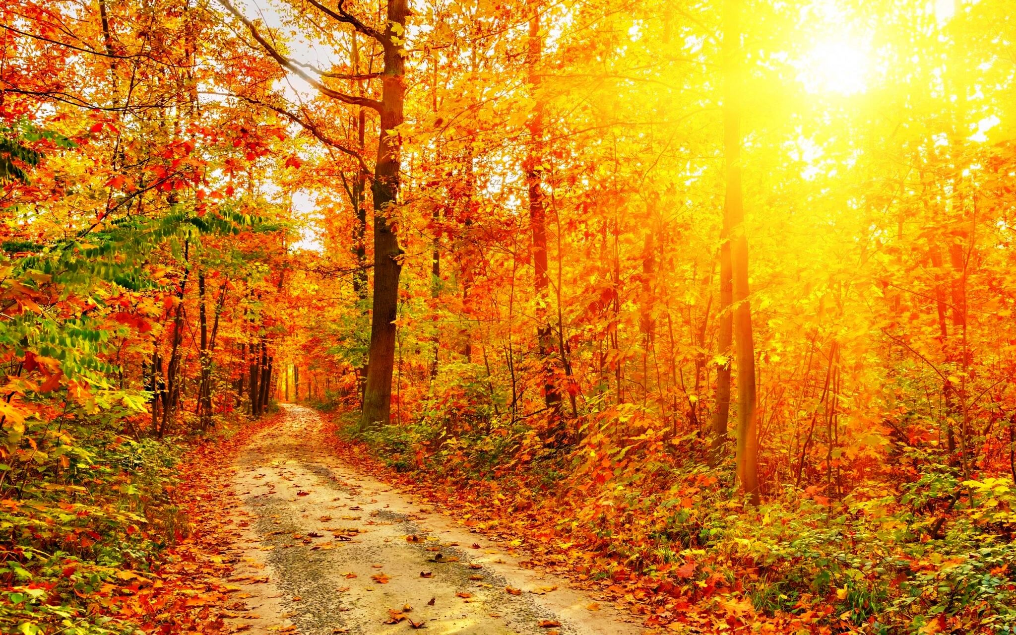 phong canh depMuaThu