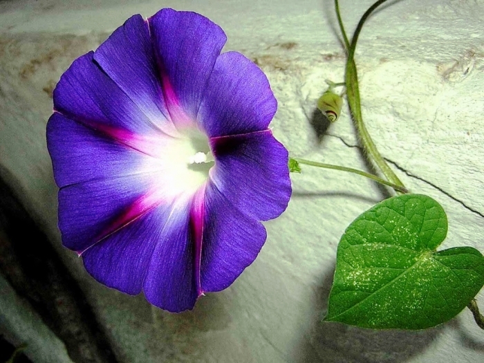 y nghia hoa bim bim 01