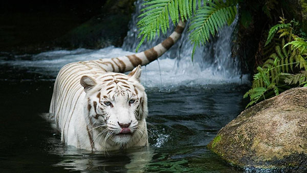 Tiger1